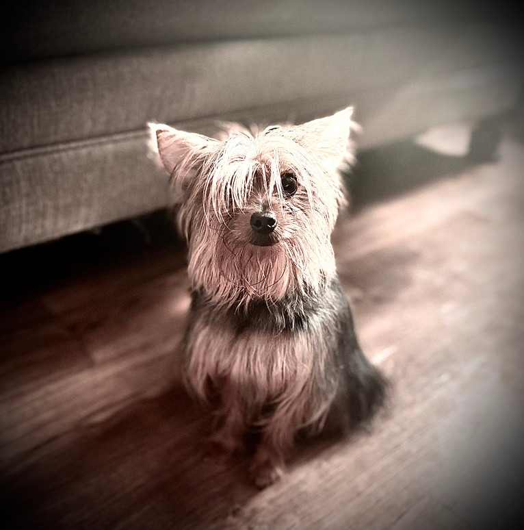 Rihanna Ri-Ri Evans, a Yorkshire Terrier tested with EmbarkVet.com