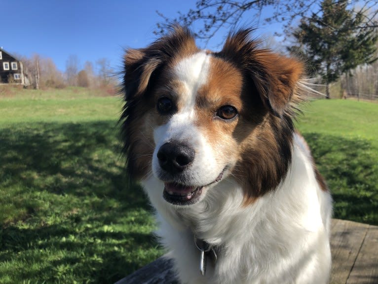 Cooper, an Australian Cattle Dog and Shih Tzu mix tested with EmbarkVet.com