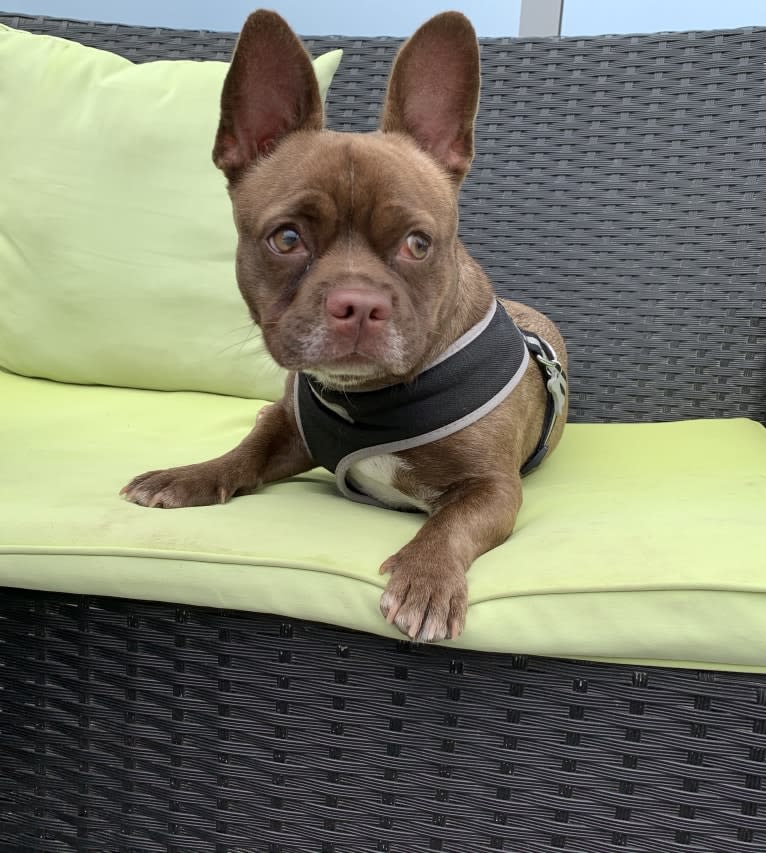 Kiki, a French Bulldog and Chihuahua mix tested with EmbarkVet.com
