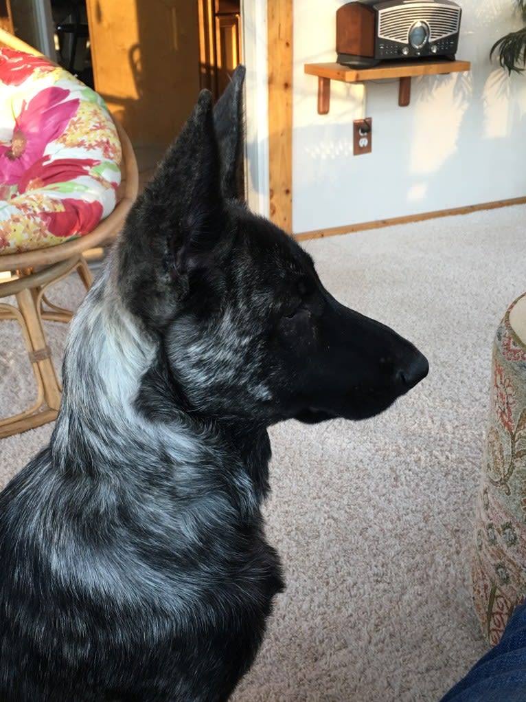 Black Ice Von Volhouden, a German Shepherd Dog tested with EmbarkVet.com