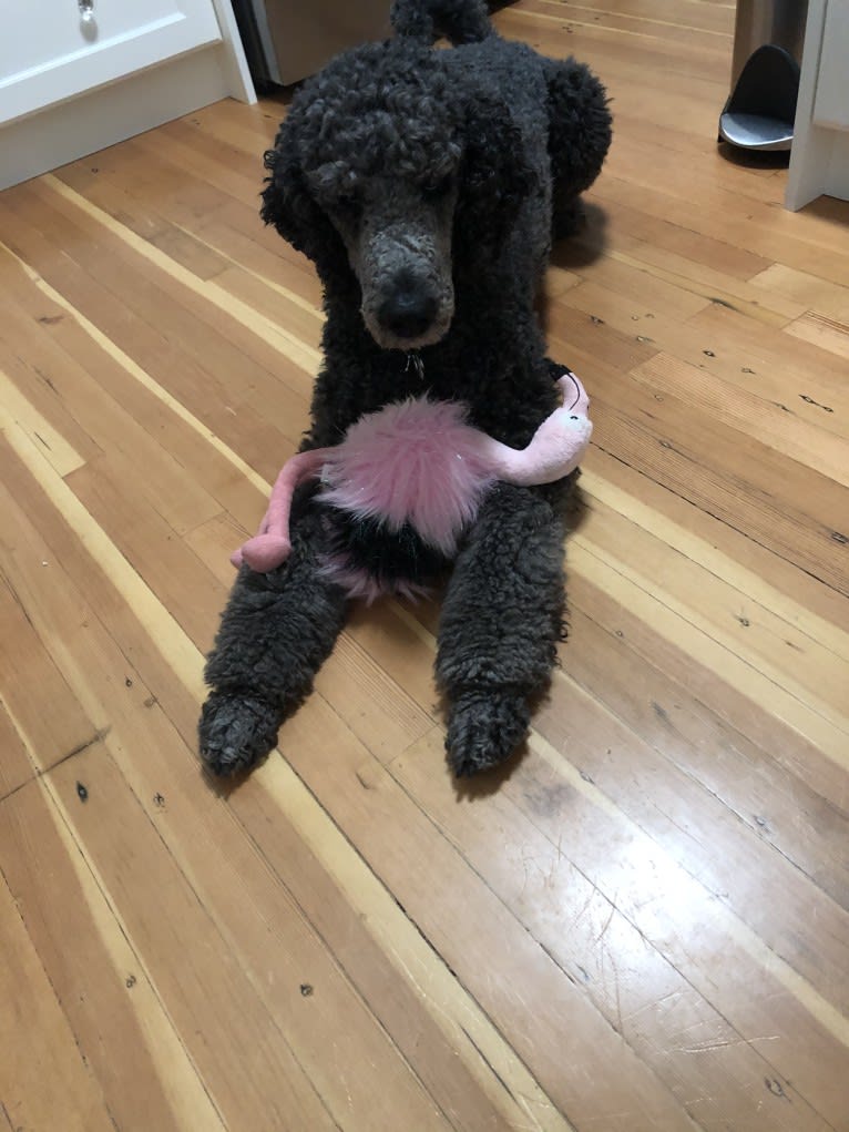 Leo, a Poodle (Standard) tested with EmbarkVet.com