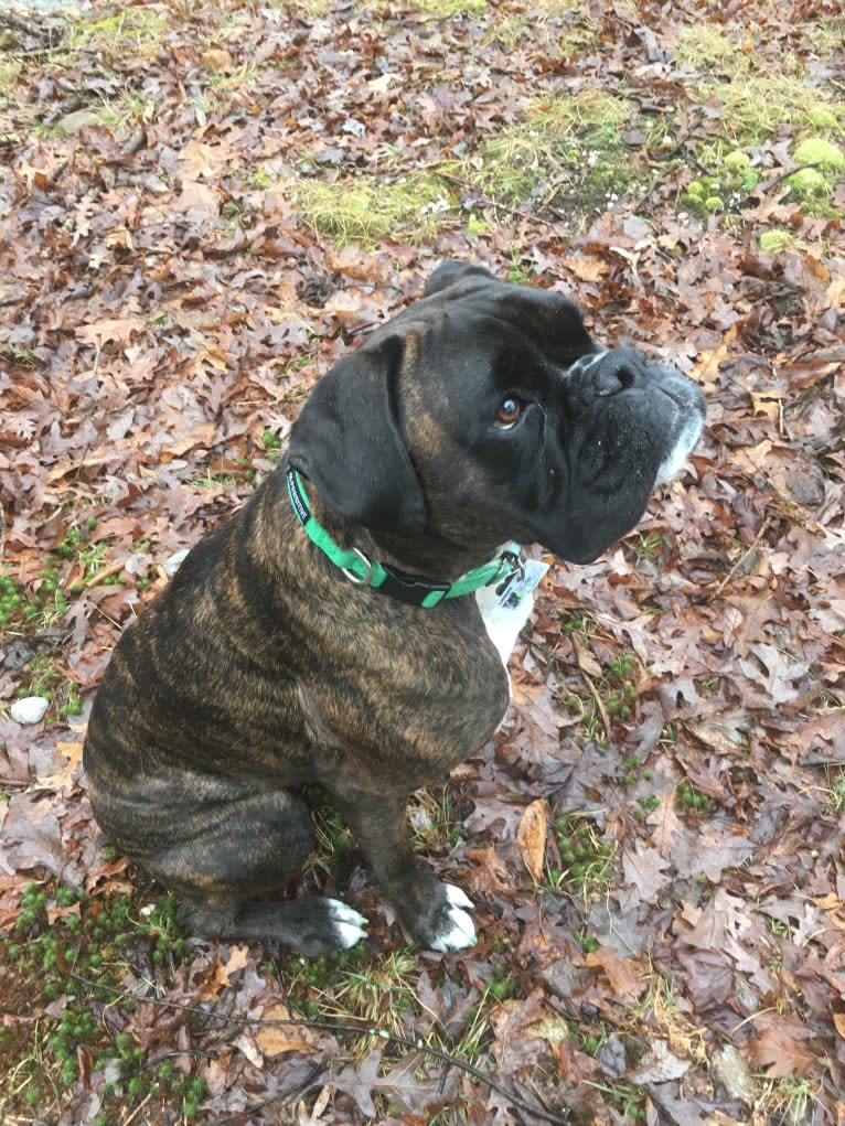 Murray, a Boxer tested with EmbarkVet.com