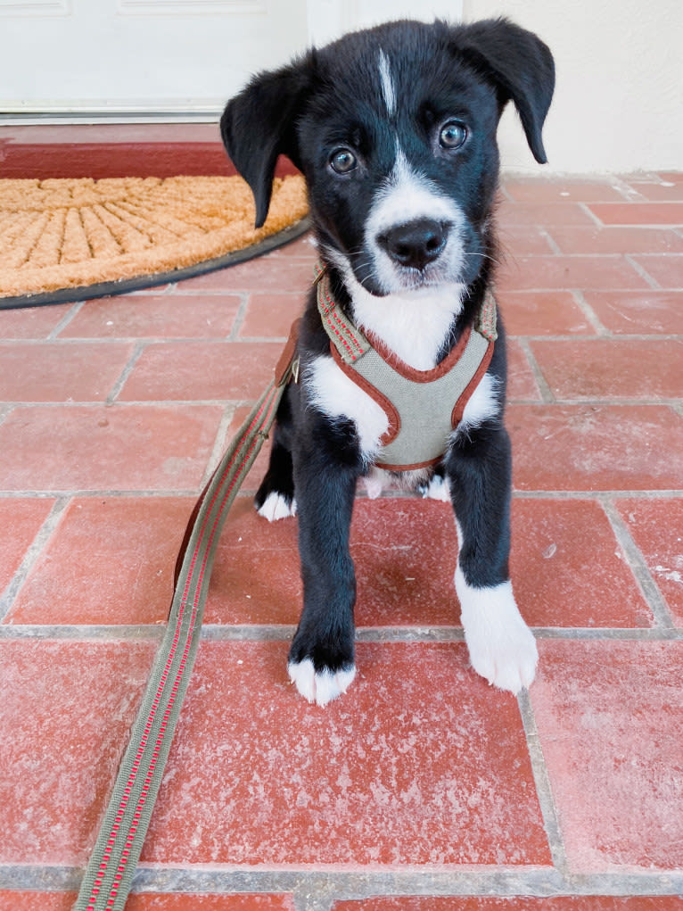 Marlowe Gandalf, a Siberian Husky and Australian Shepherd mix tested with EmbarkVet.com