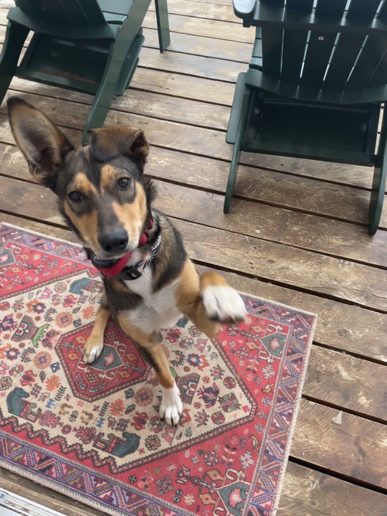 Tozi, an Alaskan-type Husky tested with EmbarkVet.com