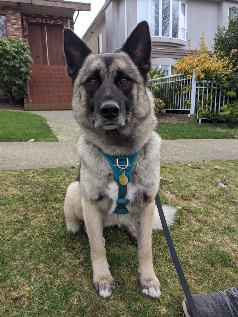 Jasper, a German Shepherd Dog and Akita mix tested with EmbarkVet.com