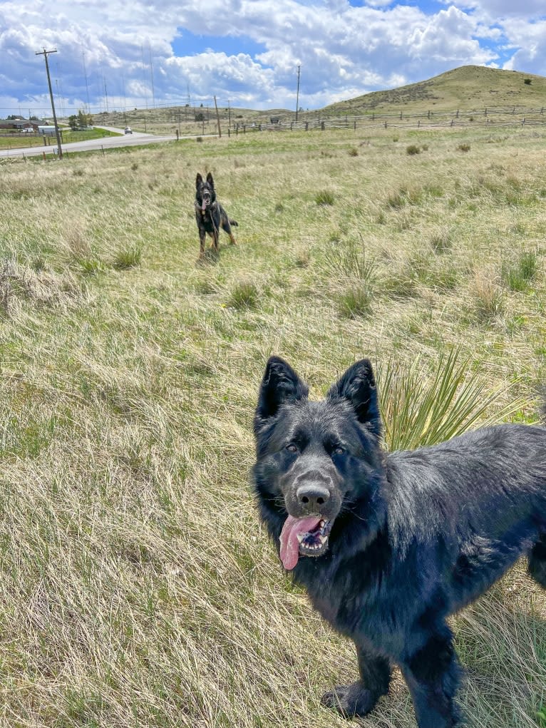 Valor Vom Hof Grebe, a German Shepherd Dog tested with EmbarkVet.com