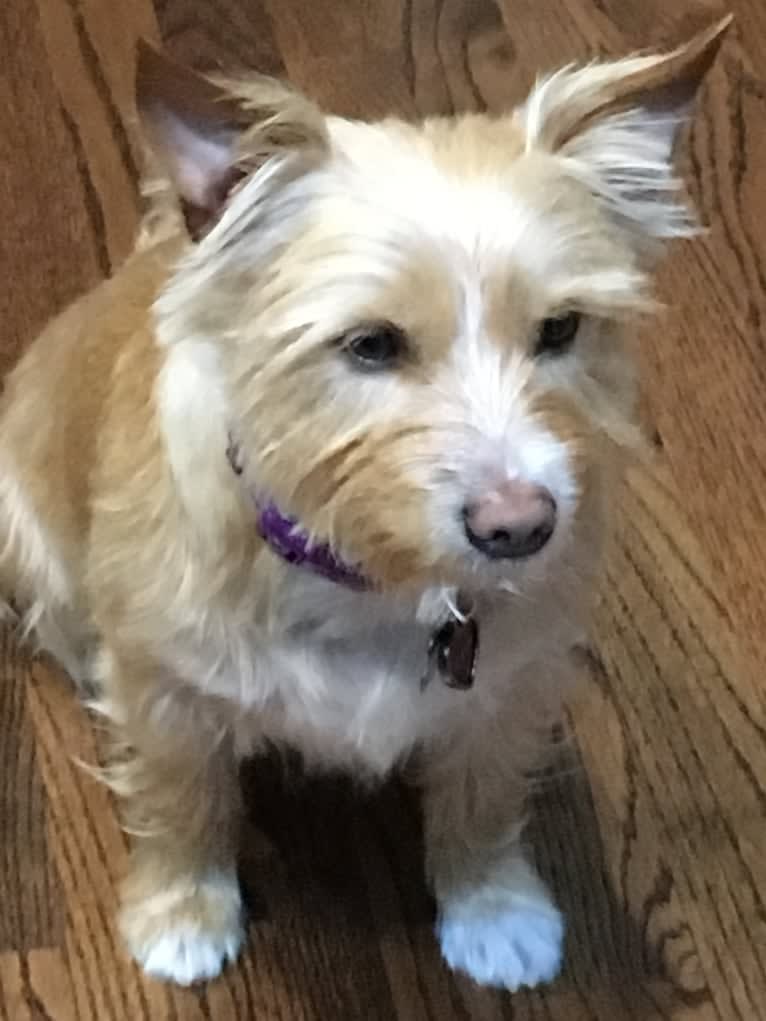 Penny (Dreadful), a Yorkshire Terrier and Australian Cattle Dog mix tested with EmbarkVet.com