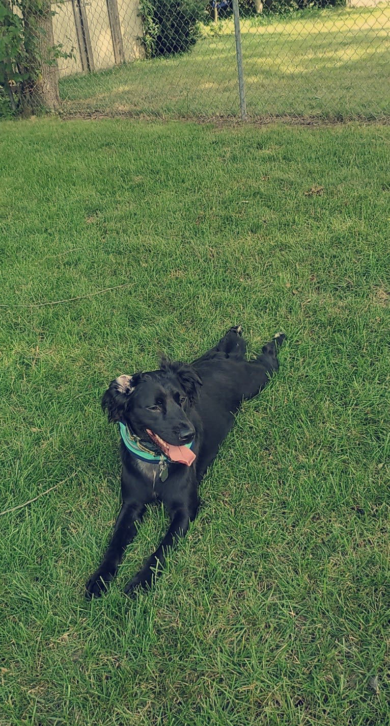 Tonka, an American Pit Bull Terrier and Rottweiler mix tested with EmbarkVet.com