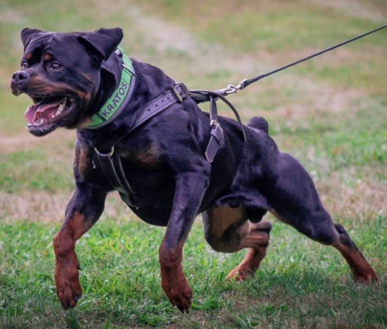 Kratos Raiju, a Rottweiler tested with EmbarkVet.com