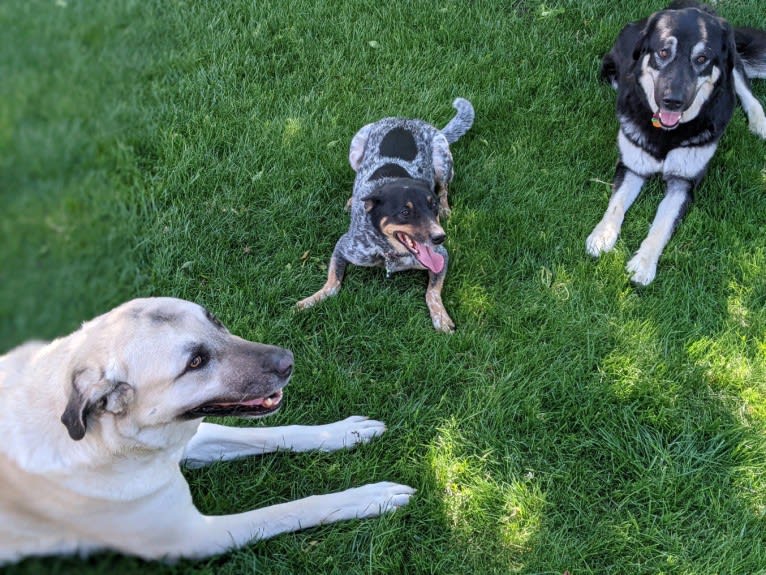 Whoppers, an Australian Cattle Dog tested with EmbarkVet.com