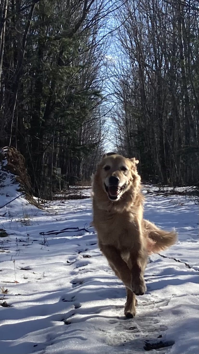 Timber “Gross Manor’s I’ll Be The One You Won’t Forget”, a Golden Retriever tested with EmbarkVet.com