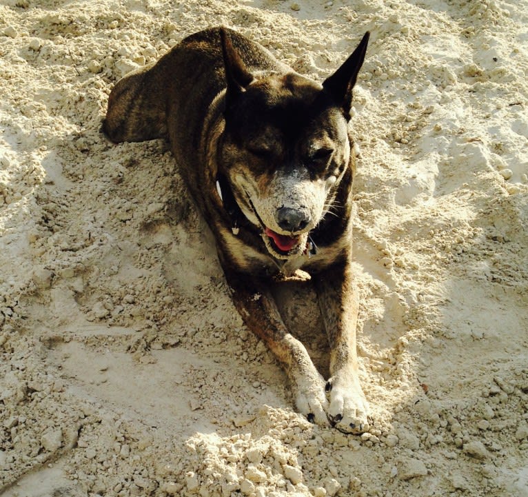 Ellie, an American Staffordshire Terrier and Chow Chow mix tested with EmbarkVet.com