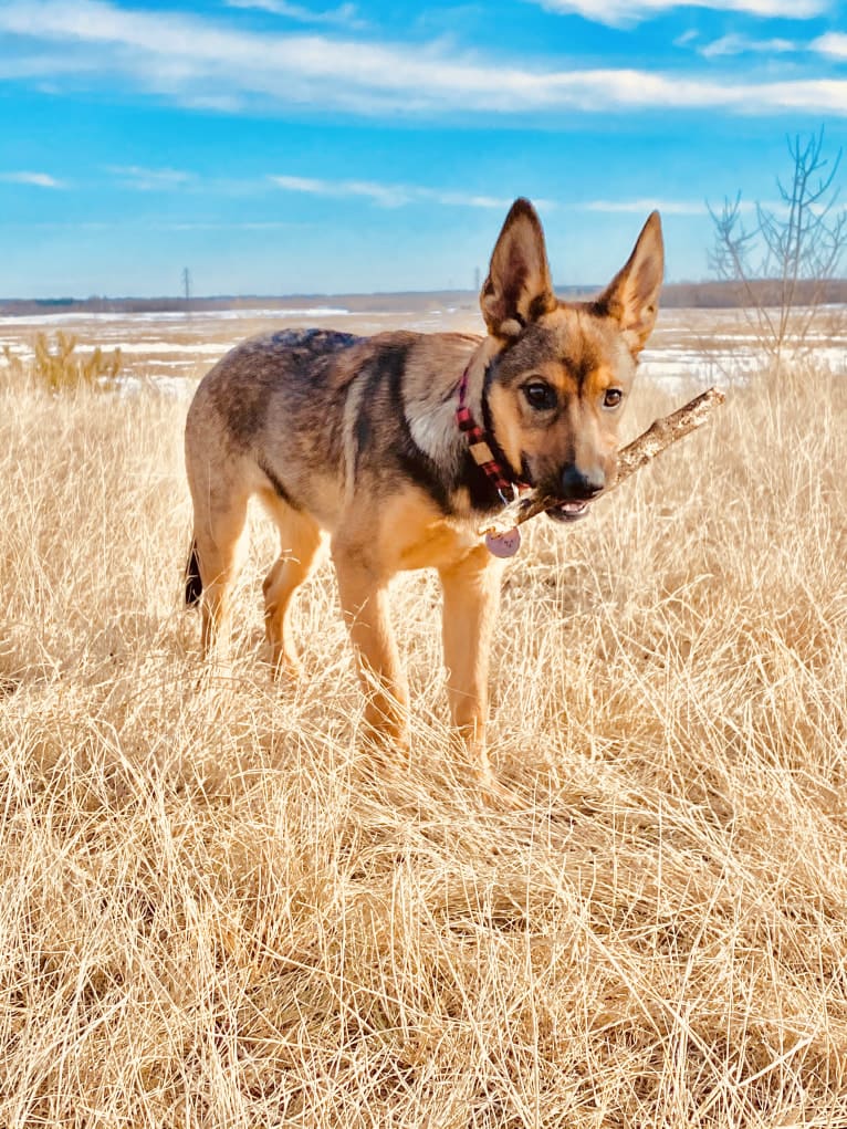 Alemã, a German Shepherd Dog and Australian Cattle Dog mix tested with EmbarkVet.com