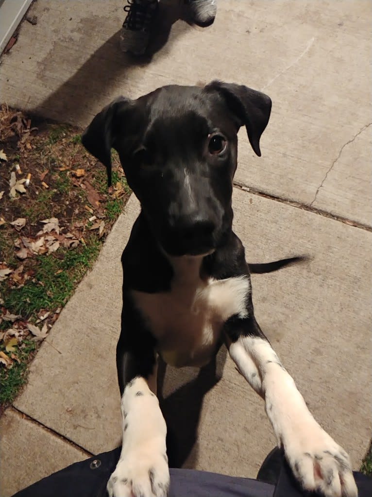 Neo, an American Pit Bull Terrier and Great Pyrenees mix tested with EmbarkVet.com