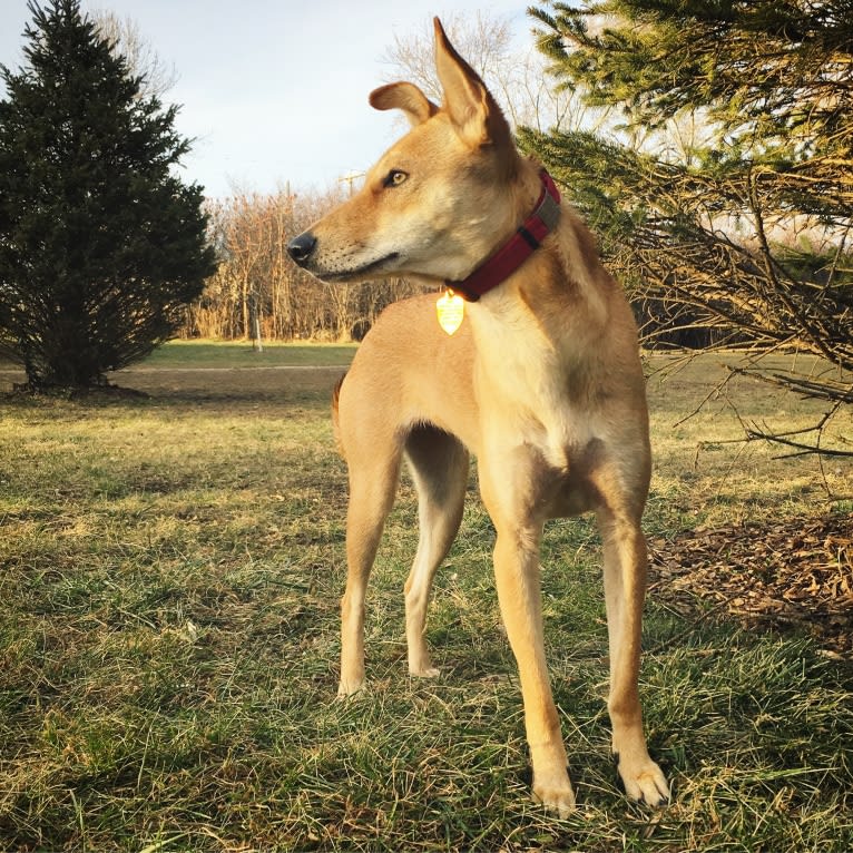 Ruby, a South Asian Village Dog tested with EmbarkVet.com