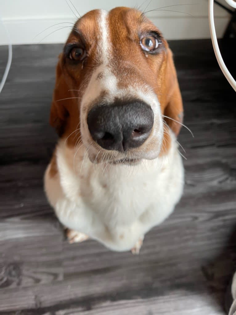 Zoey, a Basset Hound tested with EmbarkVet.com