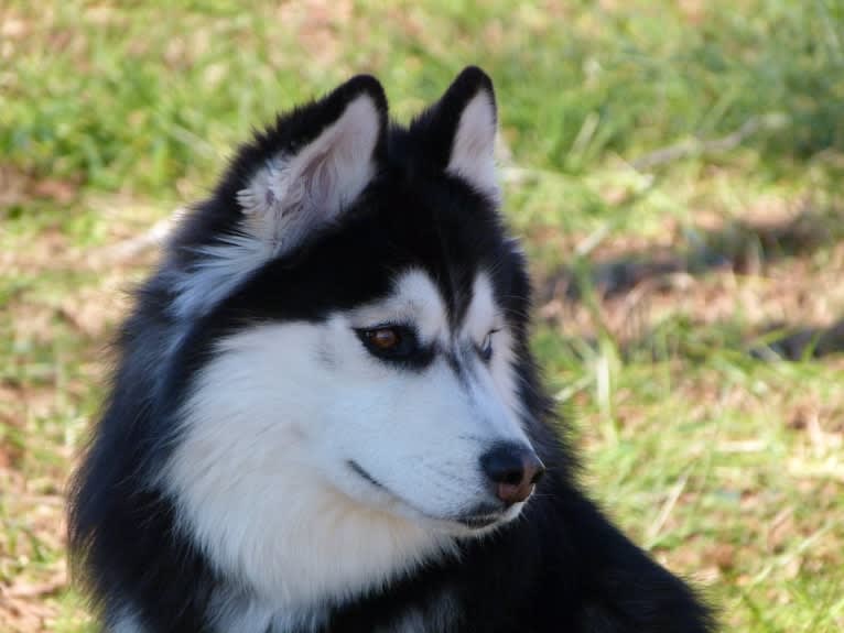 "NEO" NOVEL SIBERIAN'S SLEIGH RIDE, a Siberian Husky tested with EmbarkVet.com