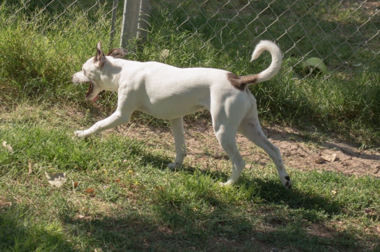 Popcorn, a Border Collie and Whippet mix tested with EmbarkVet.com