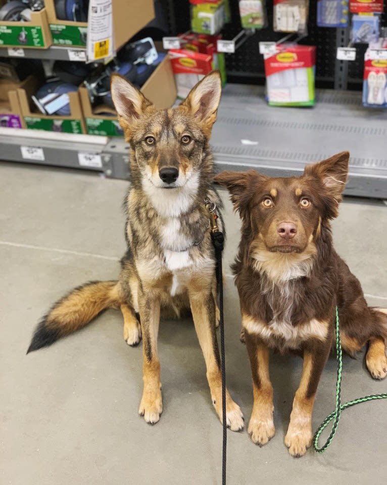 Cilantro, a Border Collie and Coyote mix tested with EmbarkVet.com