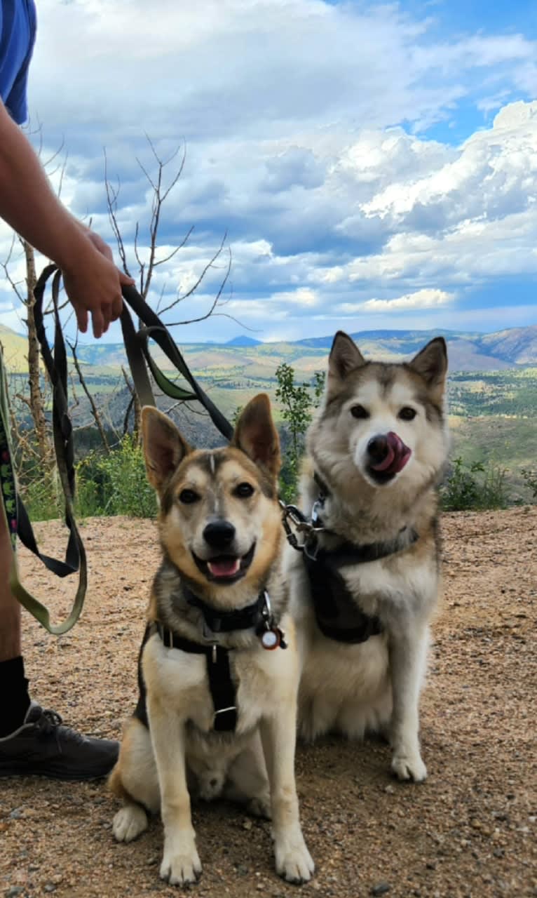 Max, a German Shepherd Dog and Alaskan Malamute mix tested with EmbarkVet.com