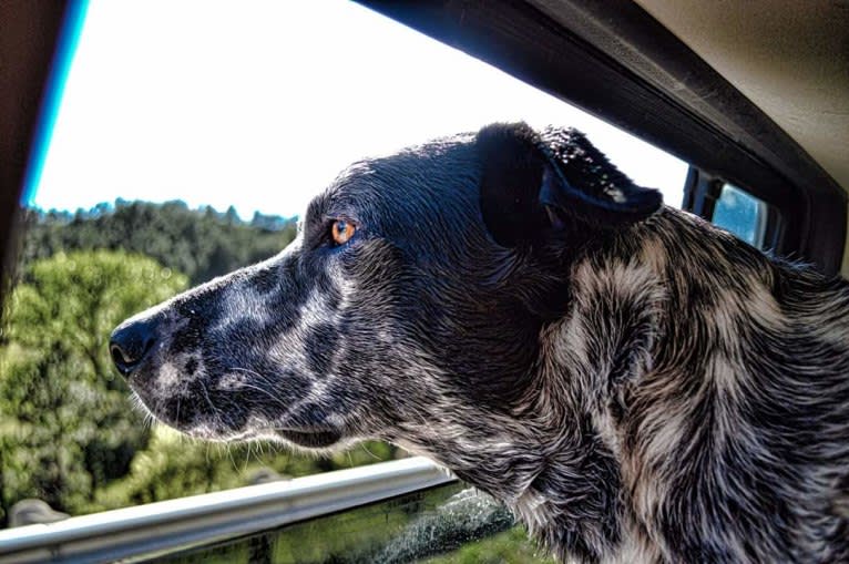 Rowdy, an Australian Cattle Dog and Border Collie mix tested with EmbarkVet.com