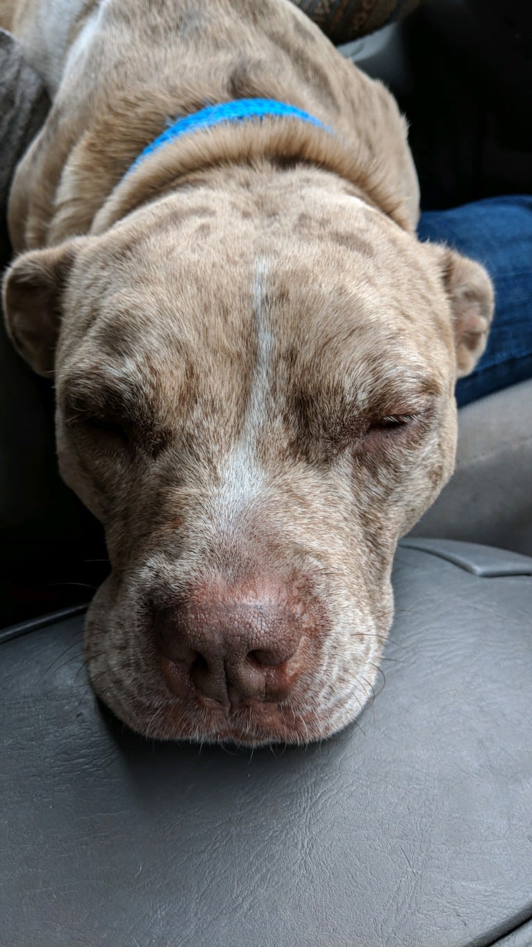 Tammy, an American Pit Bull Terrier and Boxer mix tested with EmbarkVet.com