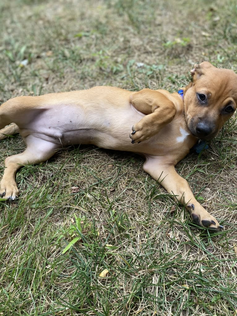 Harbor, a Chihuahua and Shih Tzu mix tested with EmbarkVet.com