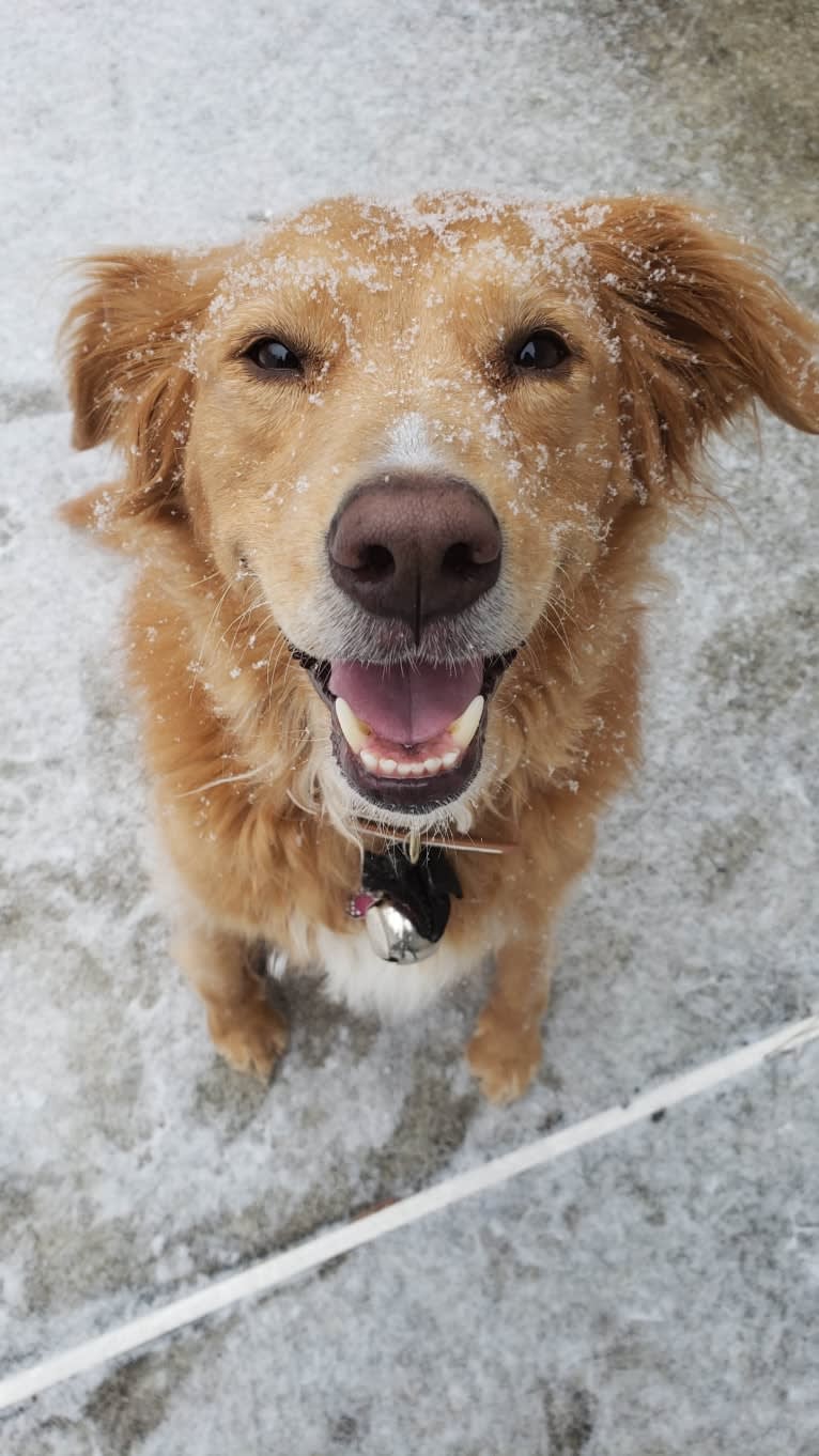 Roxy, a Chow Chow and American Pit Bull Terrier mix tested with EmbarkVet.com