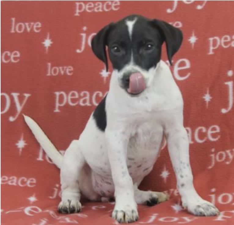 Pepper, a Catahoula Leopard Dog and American Pit Bull Terrier mix tested with EmbarkVet.com