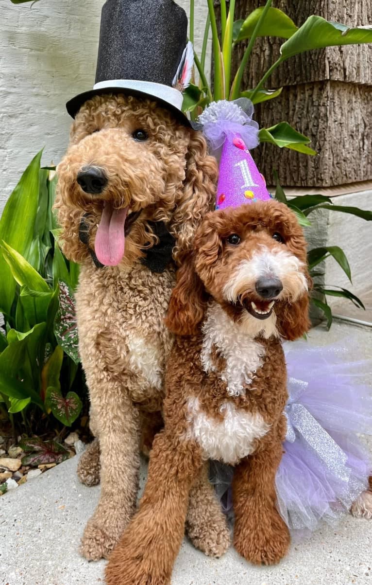 Benson, a Poodle (Standard) tested with EmbarkVet.com