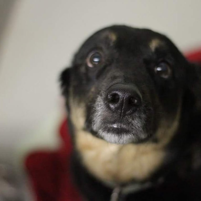 Duke, an Australian Cattle Dog and Chow Chow mix tested with EmbarkVet.com