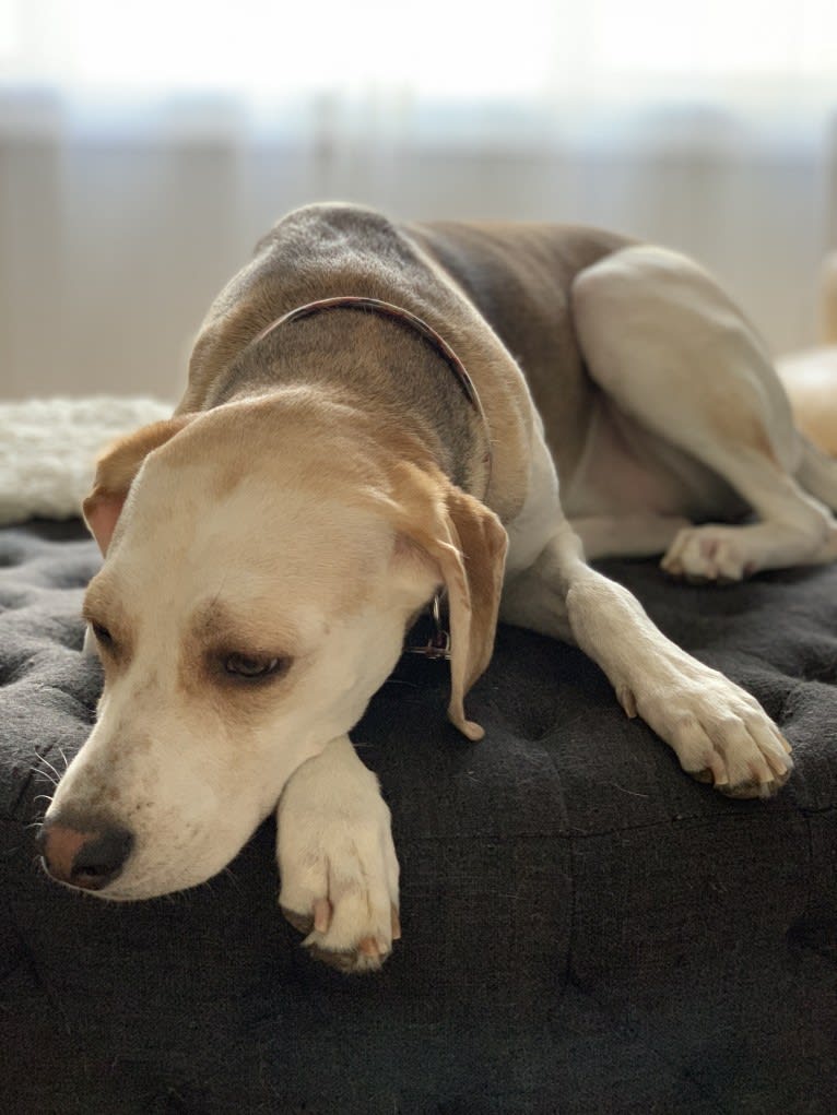 Daphne, an American Foxhound and English Foxhound mix tested with EmbarkVet.com