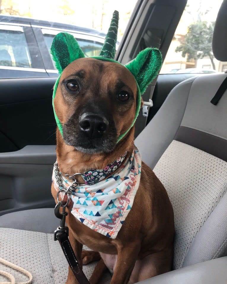 Gringa, an American Pit Bull Terrier and Australian Cattle Dog mix tested with EmbarkVet.com