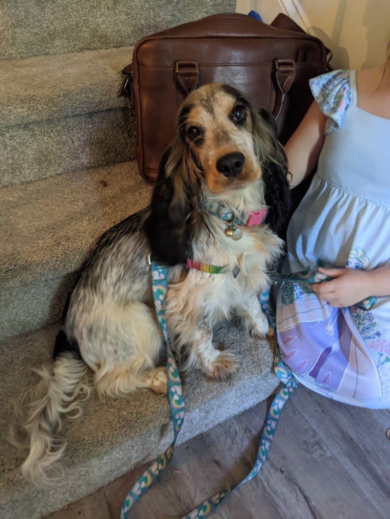 Marble, an English Cocker Spaniel tested with EmbarkVet.com