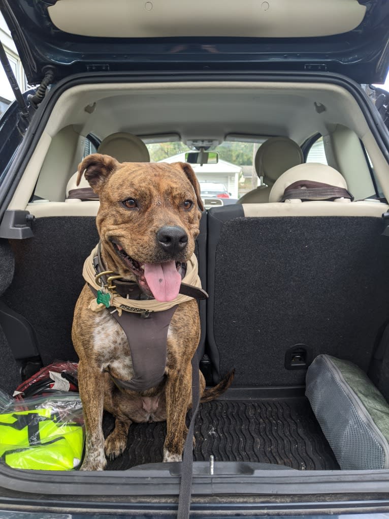 Winona, an American Pit Bull Terrier and Rottweiler mix tested with EmbarkVet.com