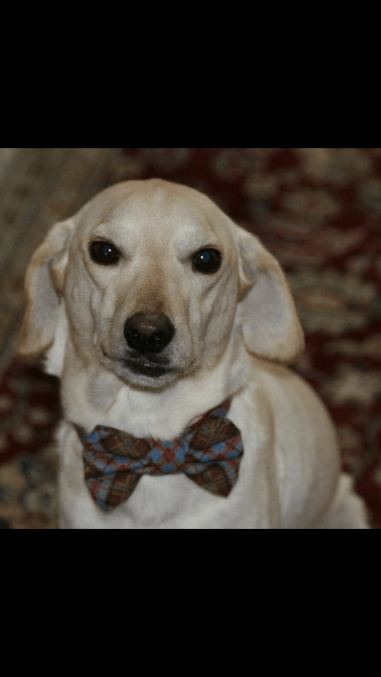 Stanley, a Cocker Spaniel and Labrador Retriever mix tested with EmbarkVet.com