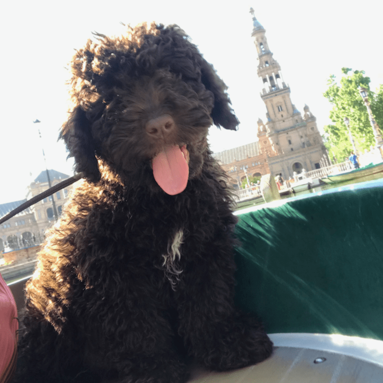 Paco, a Spanish Water Dog tested with EmbarkVet.com