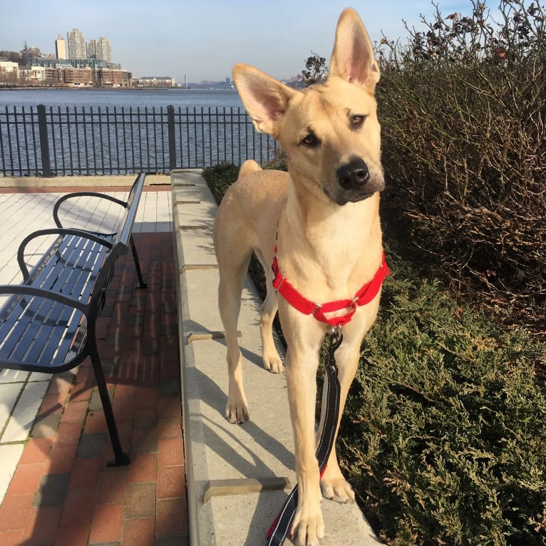 Leo, a Chow Chow and American Pit Bull Terrier mix tested with EmbarkVet.com