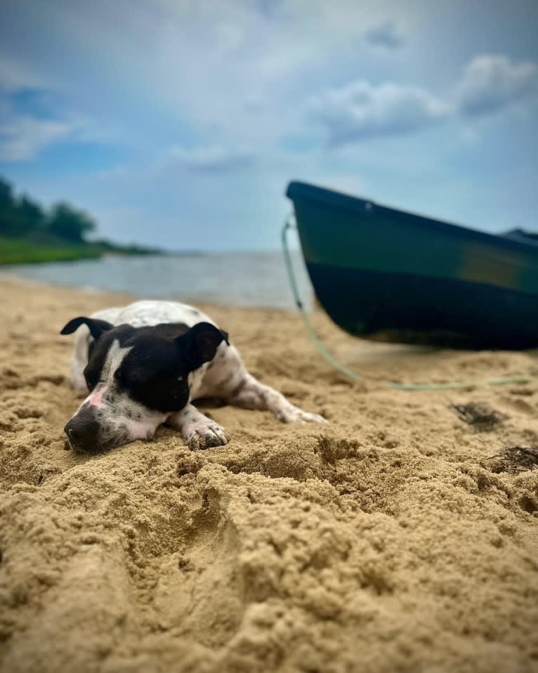 Rita, an American Bully and American Pit Bull Terrier mix tested with EmbarkVet.com