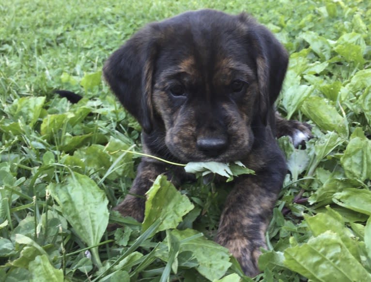 Otis, a Beagle and Golden Retriever mix tested with EmbarkVet.com