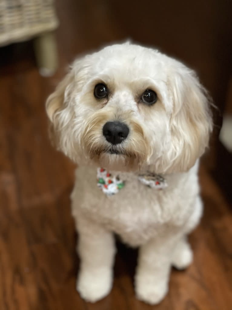 Leo, a Cavapoo tested with EmbarkVet.com