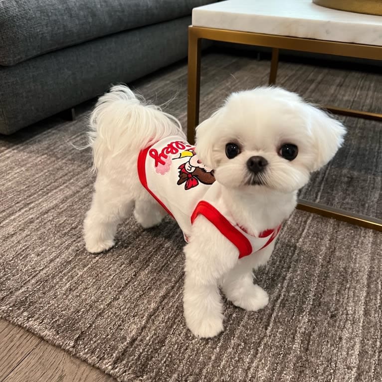 SNOOPY, a Maltese tested with EmbarkVet.com