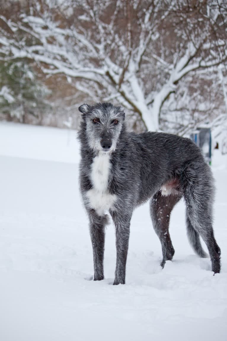 Iggy, a Greyhound and Whippet mix tested with EmbarkVet.com