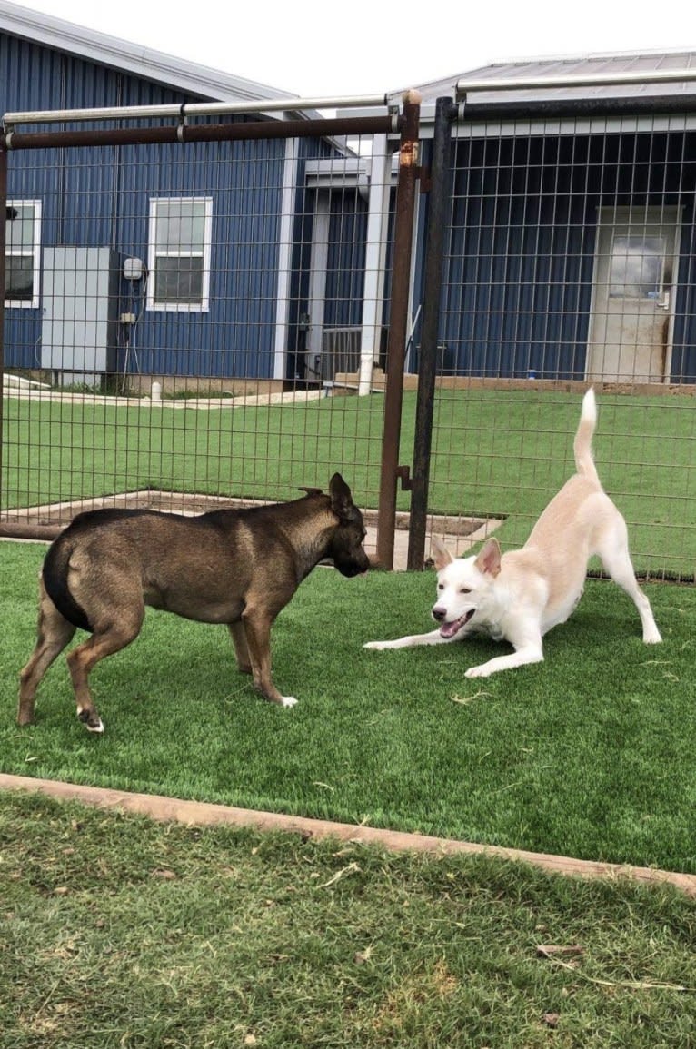 Summit, a Siberian Husky and American Pit Bull Terrier mix tested with EmbarkVet.com