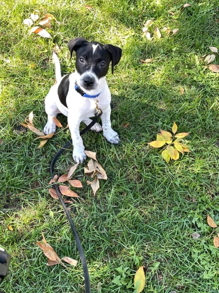 Pepper, a Catahoula Leopard Dog and American Pit Bull Terrier mix tested with EmbarkVet.com