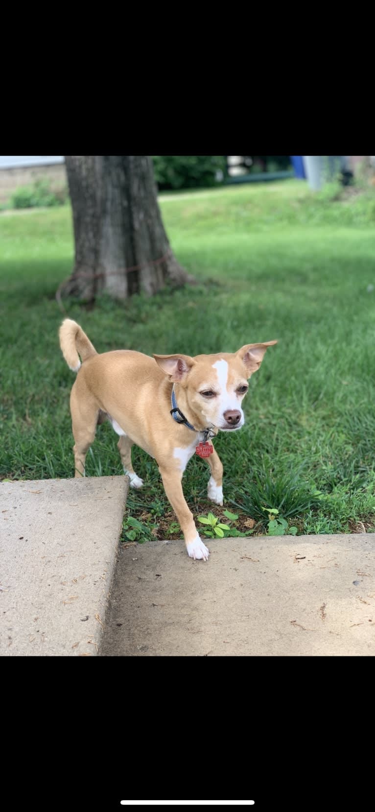 Milo, a Chihuahua and Russell-type Terrier mix tested with EmbarkVet.com