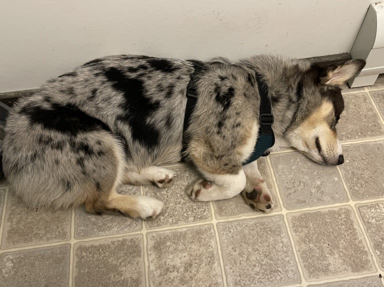 Brooks K. Crowley, a Siberian Husky and Pembroke Welsh Corgi mix tested with EmbarkVet.com