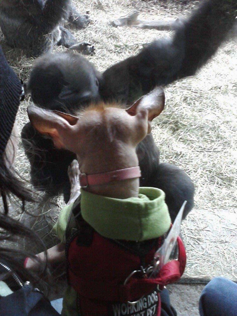 Little Stinky Baby, a Xoloitzcuintli and Cocker Spaniel mix tested with EmbarkVet.com