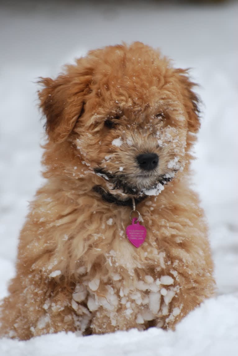 Fig, a Soft Coated Wheaten Terrier and Miniature Schnauzer mix tested with EmbarkVet.com