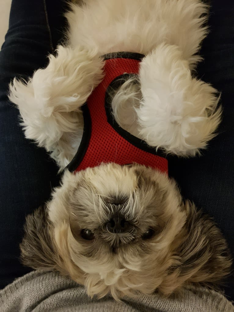 Einstein, a Shih Tzu tested with EmbarkVet.com